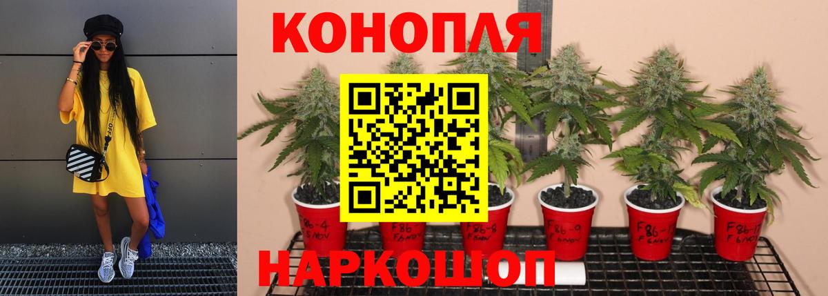 Конопля план Крымск